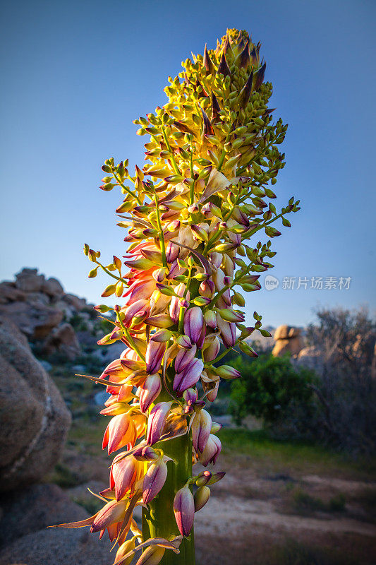 Chaparral Yucca Flower Buds, Anza-Borrego沙漠国家公园